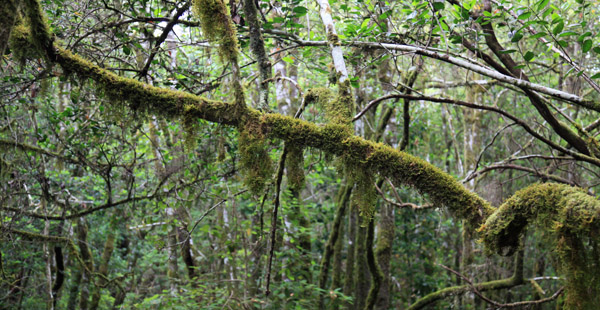 Veel mos op de takken in het laurierbos